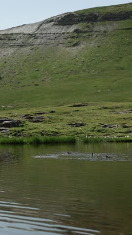 Several ducks swimming slowly across a calm pond, gentle ripples on the water, surrounded by green grassy hills and rocky slopes, soft daylight, peaceful and untouched natural landscape.
