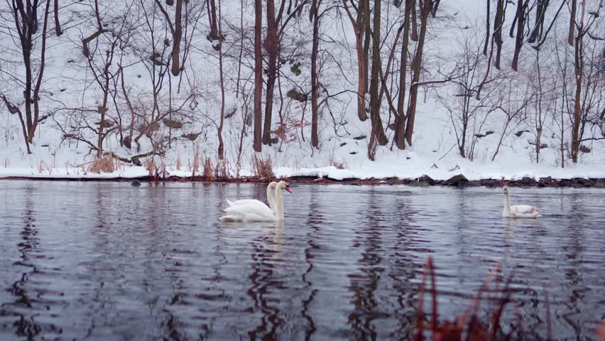 Swans swimming in winter river near waterfall