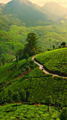 Aerial portrait of a beautiful tea farm landscape, greenery of Munnar, India