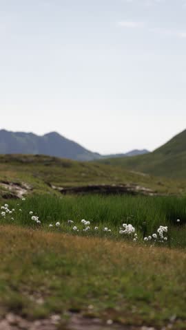 A green meadow stretches under warm summer light, dotted with a few small flowers. In the distance, gentle mountains rise under a clear sky.