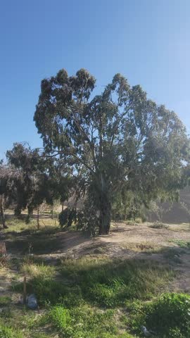 a tall eucalyptus tree swaying intensely under strong winds against a clear blue sky in a rural landscape. capturing natural motion and environmental power