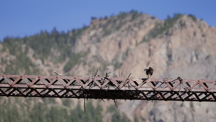 Osprey perching beside its nest on a rusty metal bridge with mountains in background