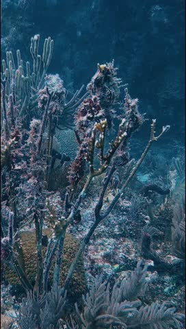 Portrait video of colourful soft corals in Key Largo, Florida, USA