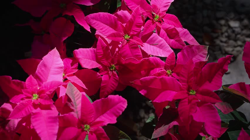 Close-up of a vibrant red poinsettia plant