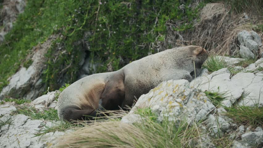 A full shot view of a chubby seal, that is lying on its back on the rocks and breathing heavily. a 4K video clip.