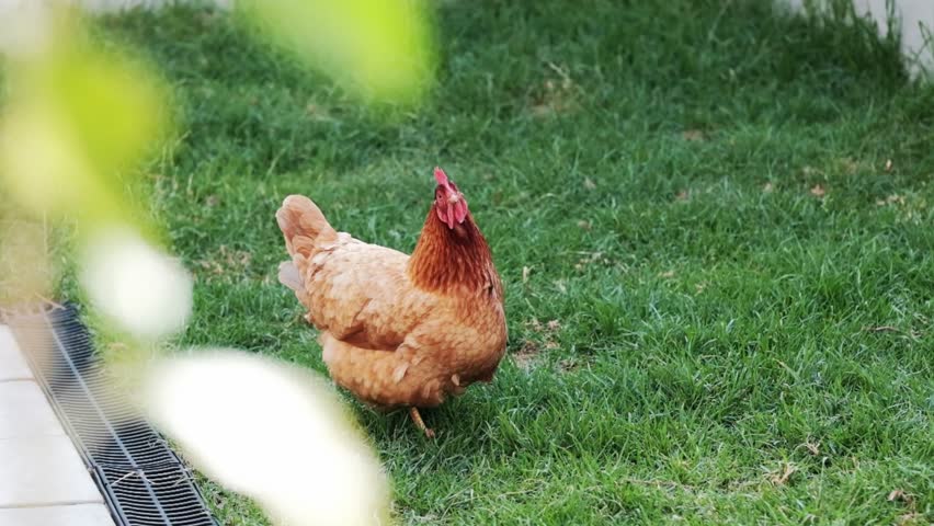 A healthy, brown backyard hen on green grass