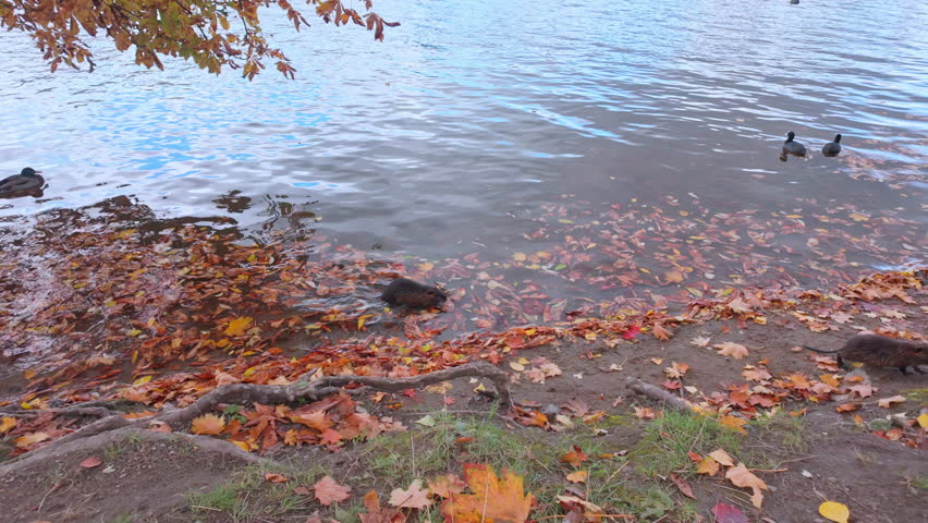 Two young Coypu walks along riverbank among fallen autumn leaves, while pair of black Eurasian coot swims in background. Natural autumn scene by river with Nutria and Australian coots.