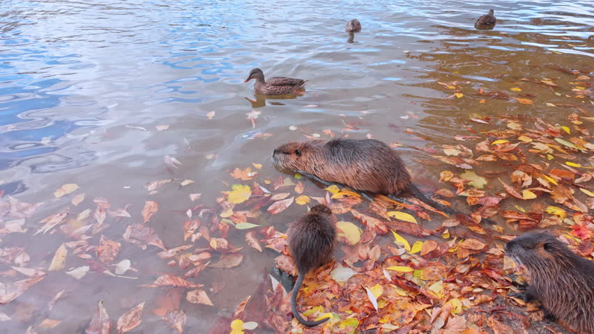 Coypu (Nutria) swims on surface of river among fallen autumn leaves, finds an edible maple leaf among them and greedily eating it, wild ducks swim nearby. Fall time scene with Coypus and Mallards