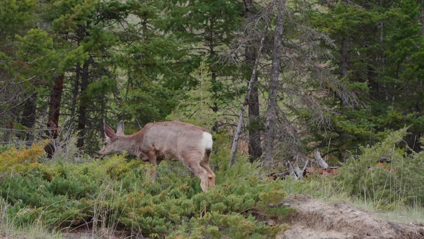 Young mule deer fawn eating green bushes in a woodland habitat