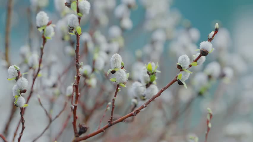 Pussy willow catkins blooming on branches in spring