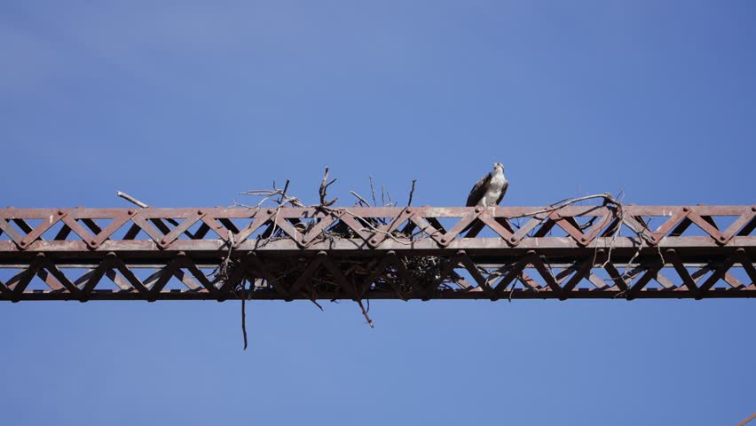 Osprey watching from its nest built on an industrial truss structure against a clear sky