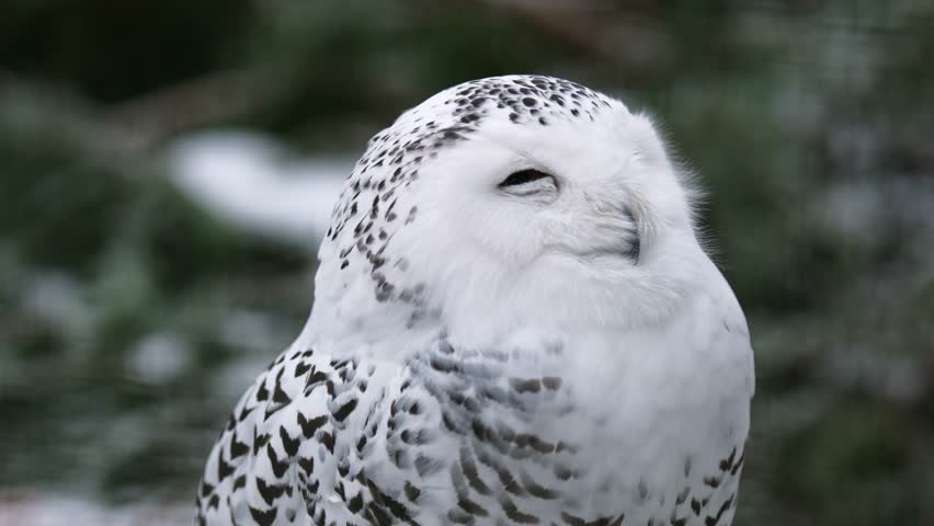 Arctic White Owl Perched On A Weathered Tree Stump And Rotating Its Head In Winter
