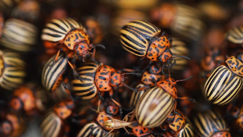 Numerous colorado potato beetles crawling over each other in a dense colony, representing concepts of agricultural pest infestation, invasion, and entomology in a natural wildlife macro view