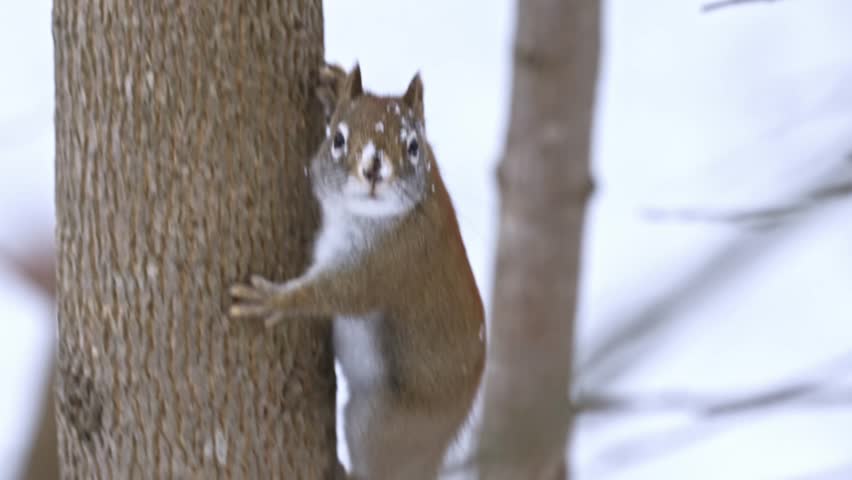 Close up of a wild squirrel, with snowflakes on his head, is hanging on a small tree trunk and looking straight forward.  The squirrel runs up the tree trunk fast. Winter behavior in a natural setting.
