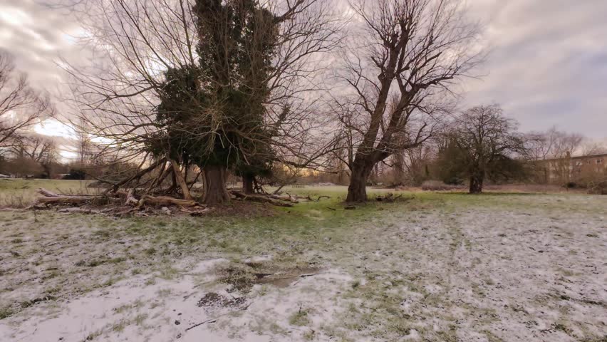 4K | Walking through Sheep