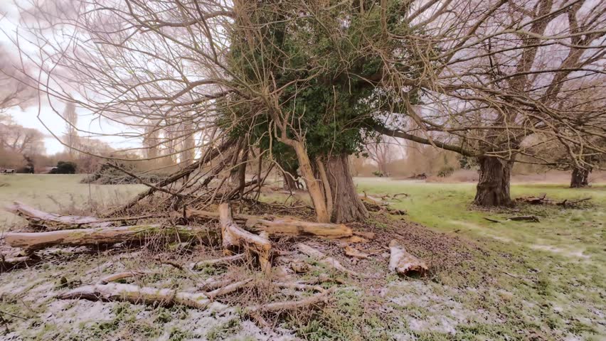 4K | Walking through Sheep