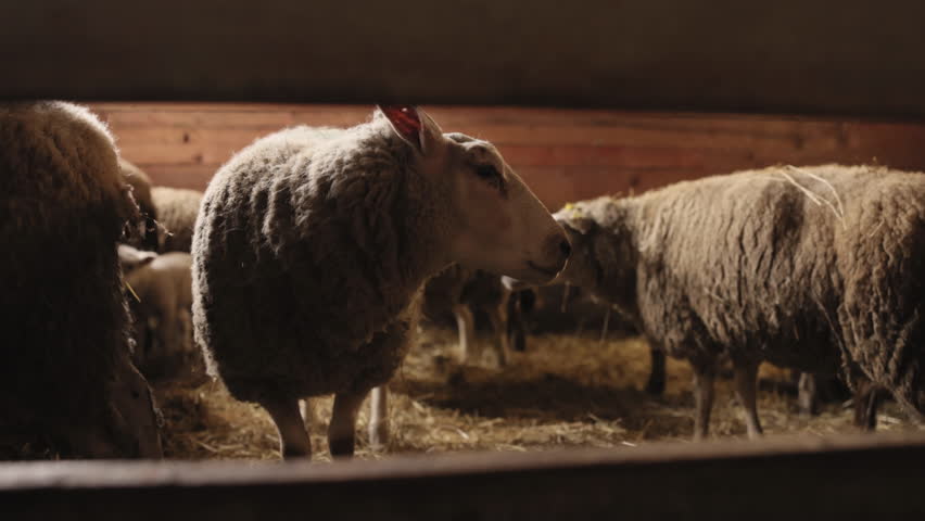 Standing sheep, Peaceful animals, Farm atmosphere. In warm barn made of wood, sheep stands while others linger in background, representing serene and simple existence farm animals in their shelter.