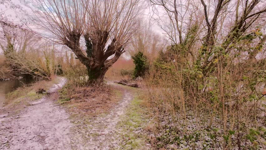 4K | Walking through Sheep