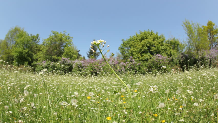 Green meadow full with spring flowers