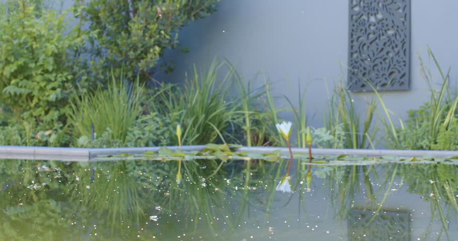 White water lily is staying still while drifting flecks are making ripples, reflection is shifting. Pond, garden, bloom, bud, foliage, tranquil, serene