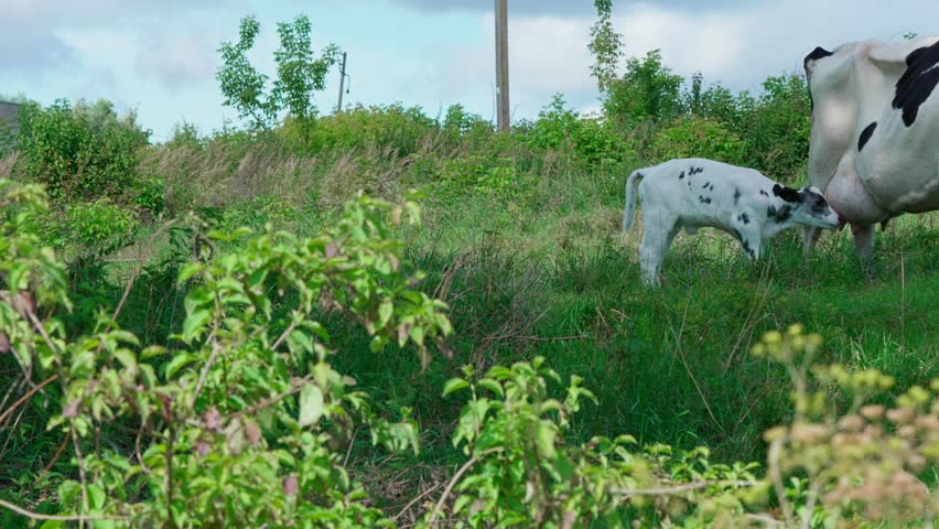Calf drinking milk from its Holstein cow mother on pasture among tall grass and bushes. Black-and-white spotted calf.
