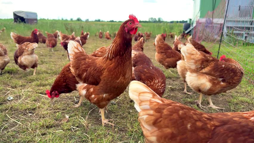 brown free range chickens in sunny countryside outdoors