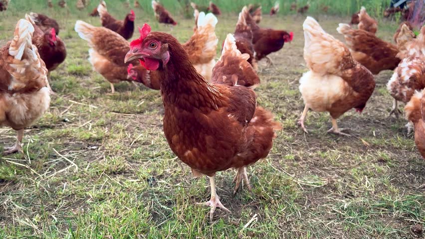 Many brown free range chickens in countryside outdoors