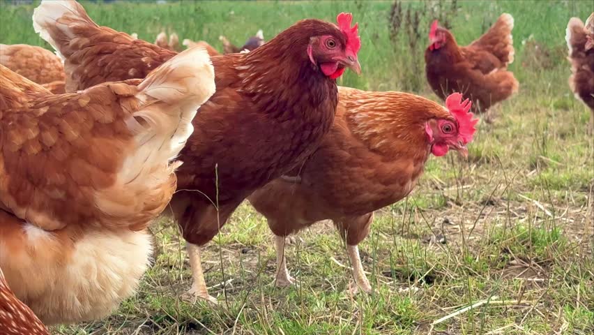 brown free range chickens in sunny countryside, close up