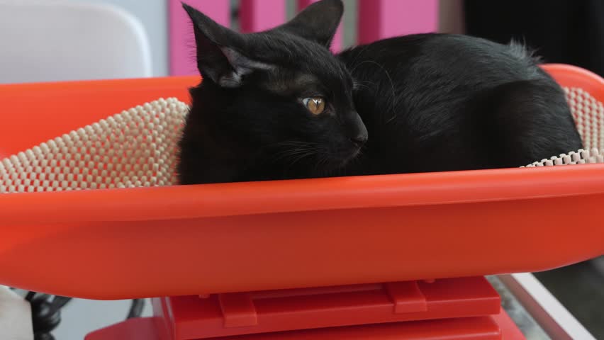 Black cat resting in orange basket, cute pet indoor close-up.