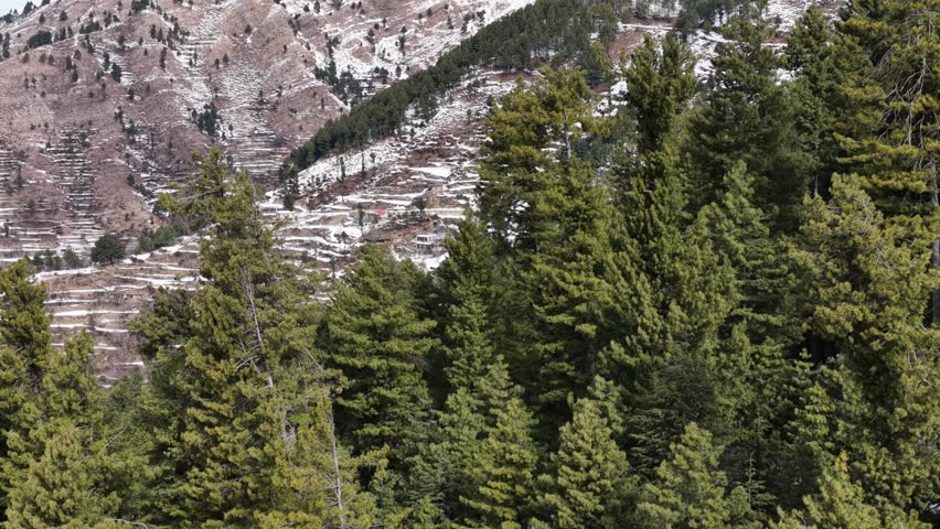 Aerial view of Snowy mountain slope with green trees in the foreground and rocky terrain visible in the background landscape