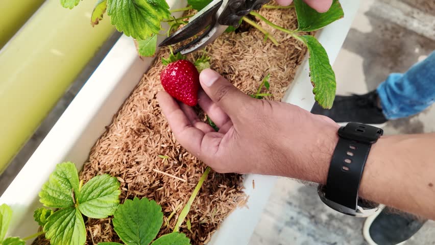 Rooftop hydroponic nursery worker harvesting fresh strawberry at urban vertical farm