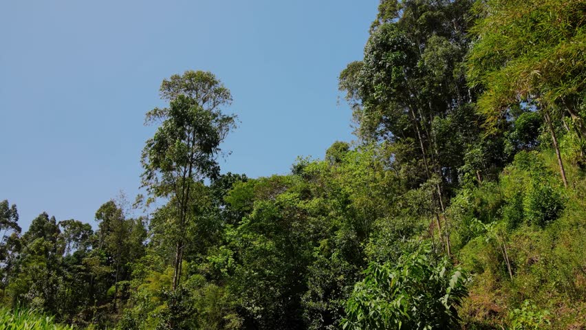 Pristine river flowing through the lush jungle at the base of mount kenya on a sunny day