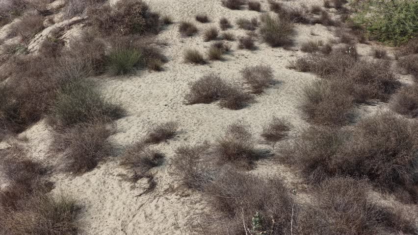 Aerial view of Sparse vegetation and small shrubs scattered across a sandy landscape with varying shades of brown and gray
