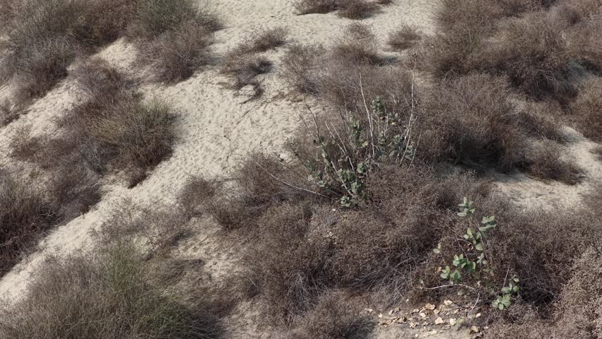 Aerial view of Sparse vegetation and small shrubs scattered across a sandy landscape with varying shades of brown and gray 4k footage