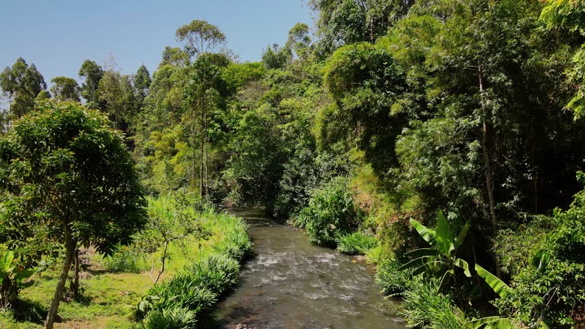 Idyllic river streaming through a dense jungle in the mount kenya region during a sunny day