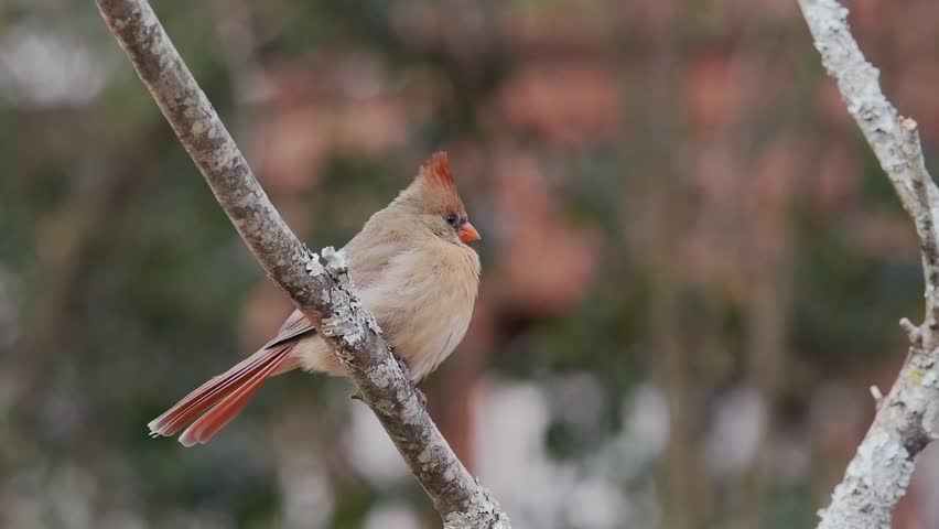 Female northern cardinal perched on a limb blowing in the wind