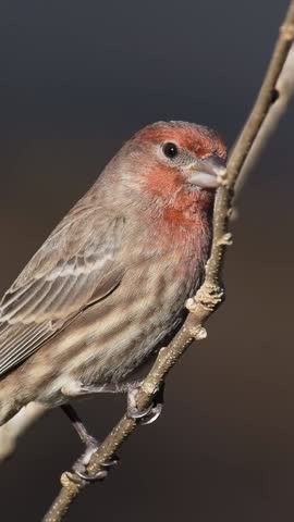 Male house finch yawns showing tongue in slow motion closeup