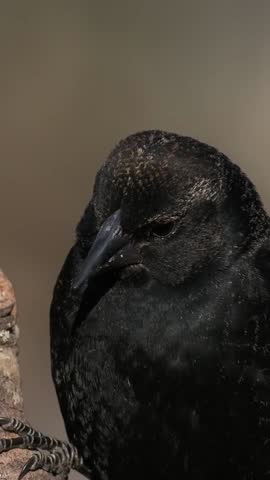 Red-winged blackbird closeup in slow motion