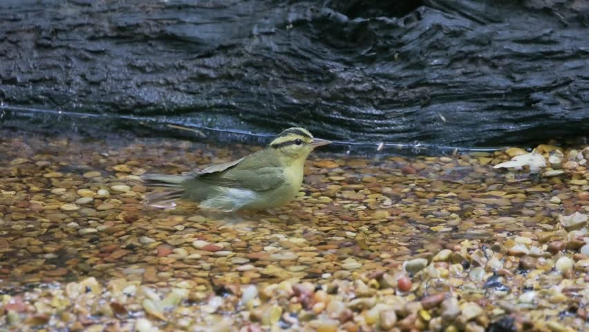 Worm-eating warbler bathing in a rocky pool
