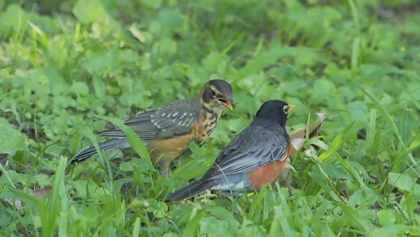 Juvenile American Robin with adult in grass