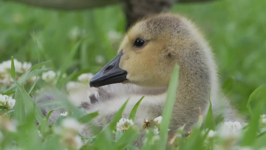 Canada goose gosling grooming in grass