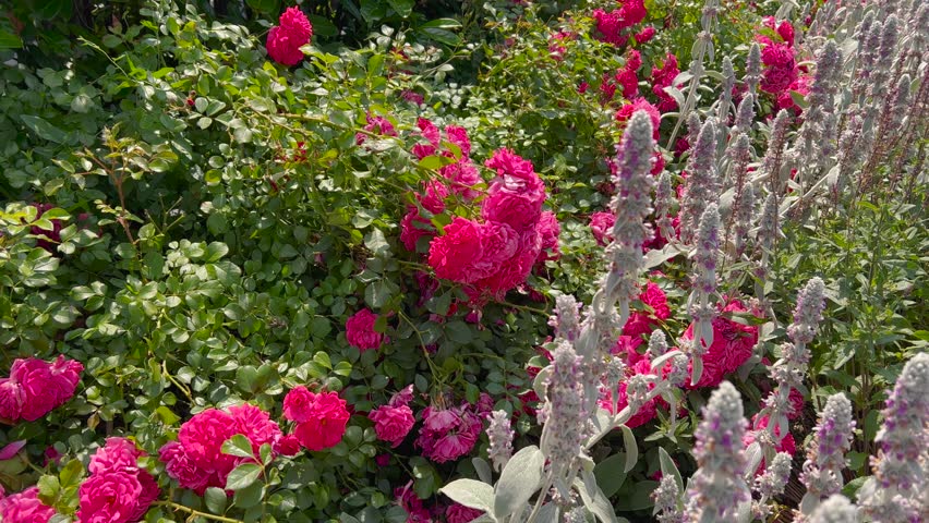 Vibrant garden scene with dense pink roses and tall pale purple spiky flowers, surrounded by lush green foliage creating a rich, colorful composition.