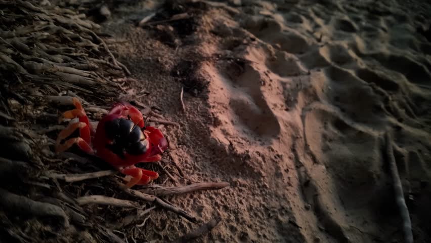 Red Touloulou crab, crawling at night in sandy bank among exposed tree roots, showcasing the vibrant wildlife and natural environment of Plage des Salines beach, Martinique, French Antilles in France