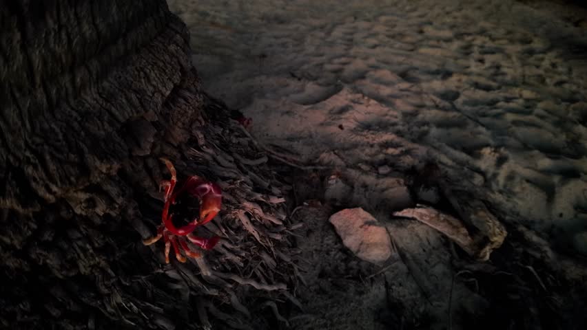 red land crab at night, Martinique, French Antilles in caribbean, in Plage des Salines beach. Touloulou crab, geocarcinus species