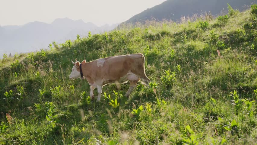 A light brown cow walks through lush green grass on a sunlit mountain hillside, with soft alpine peaks in the background during a warm summer day.