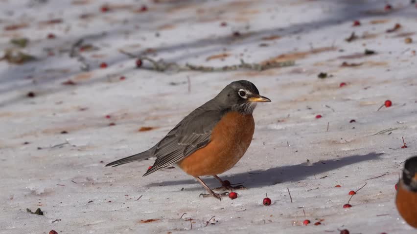 American Robin (Turdus migratorius) eating bright red berries in the snow.