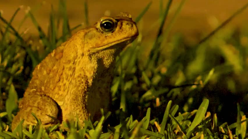 Toad in Grass at Night Closeup