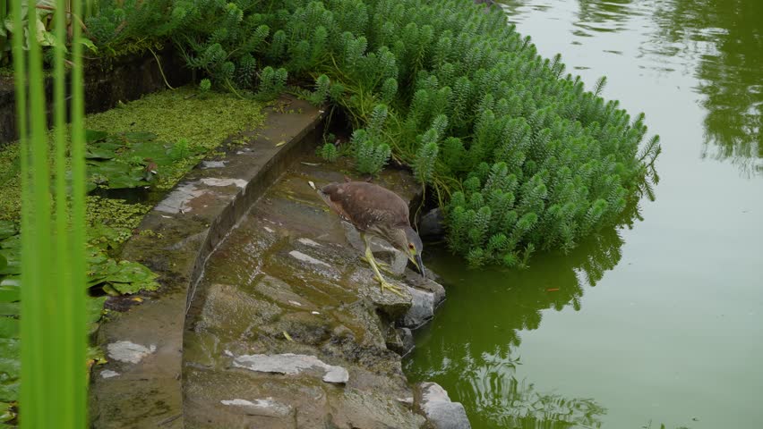 A juvenile black-crowned night heron with brown feathers, stands near the water in a lake waiting for a fish to swim by. Located in "El Olivar" park in San Isidro district of Lima, Peru.