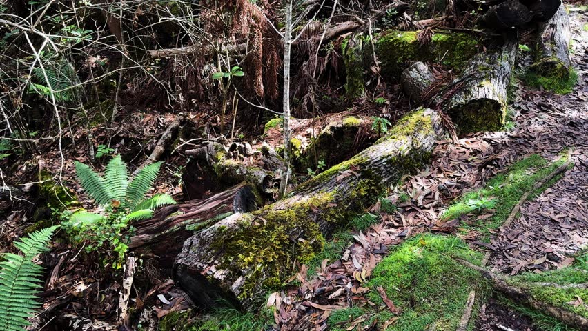 Fallen tree trunks covered in moss and ferns on a humid volcanic forest floor
