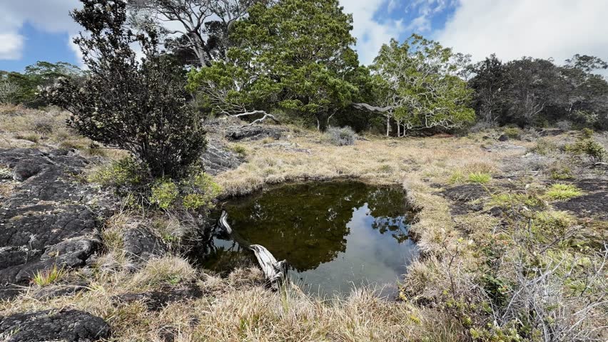 A small natural pond surrounded by volcanic rocks and native vegetation on Hawaii